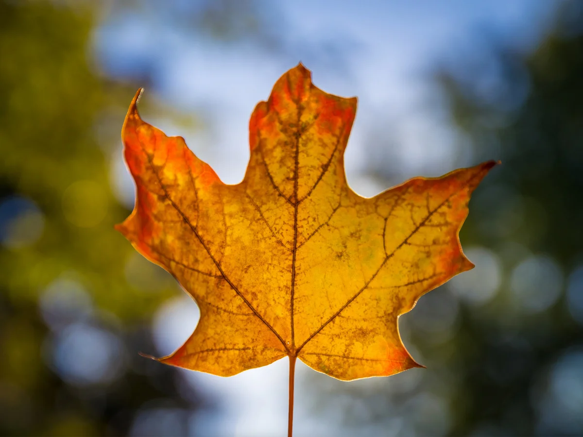 October Nature Walks