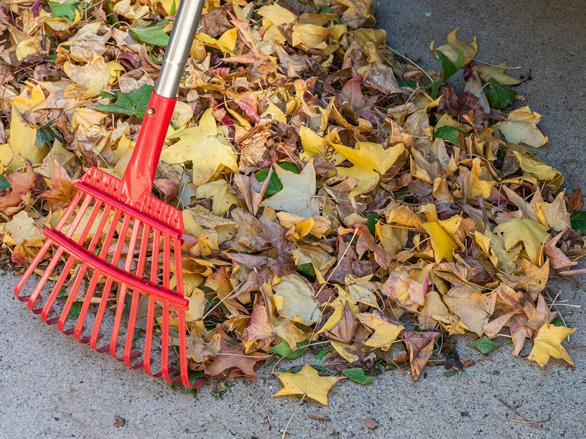 Red rake with pile of fallen yellow and orange and brown leaves.