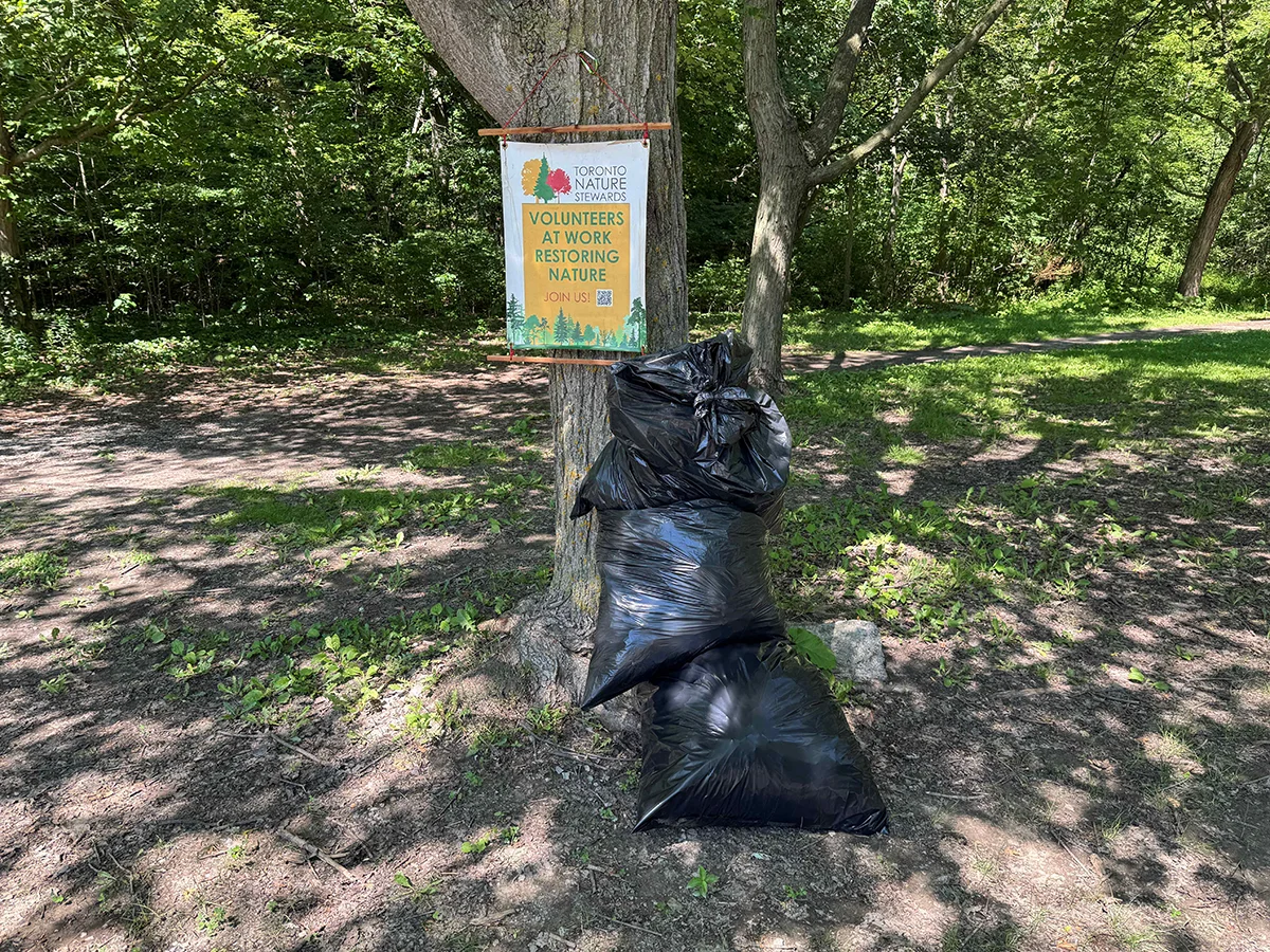 Full garbage bags leaning against a sign about volunteers restoring nature.
