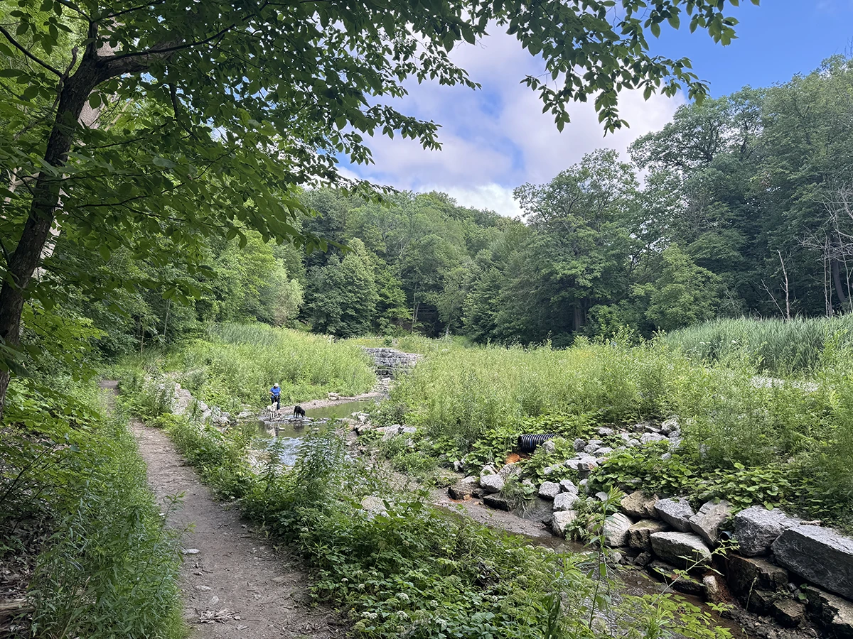 Stream with rock-lined banks, tall grasses and plants in valley surrounded by forested slopes.